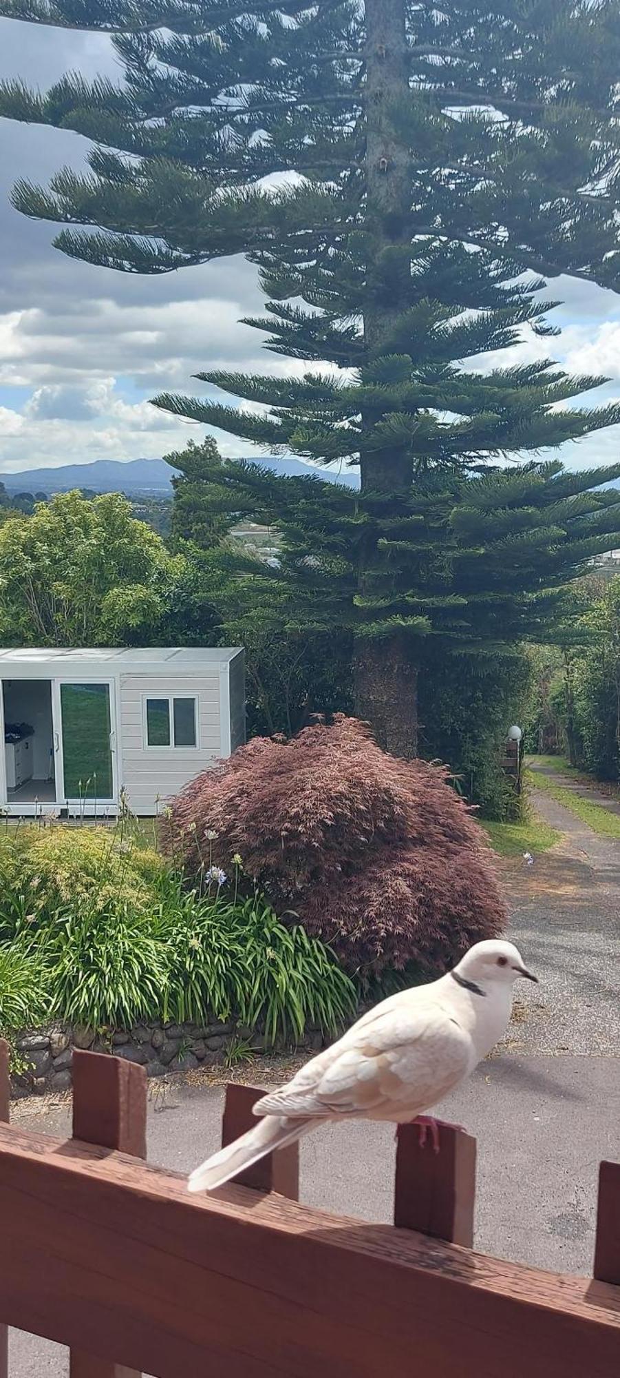 Haley'S Cabin Tauranga Kültér fotó